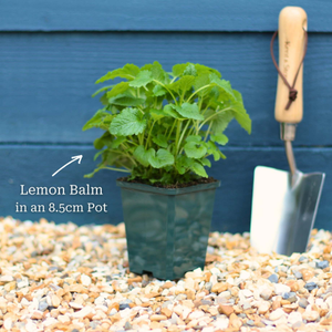 Lemon Balm Plant