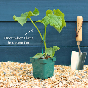 'Kuper F1' Grafted Cucumber Plant