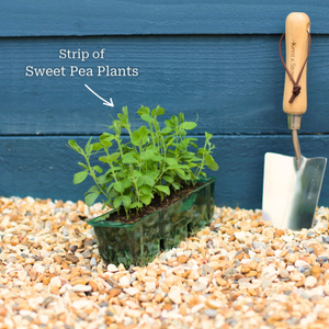 Heritage Sweet Pea Collection