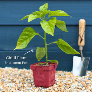 'Naga Red' Grafted Chilli Pepper Plant