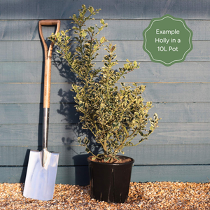Silver Variegated Holly | Ilex 'Argenteo Marginata'