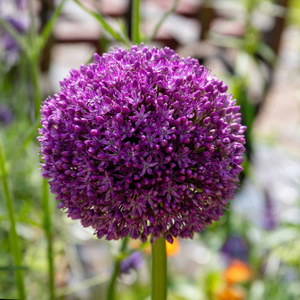 Allium 'Purple Sensation'