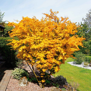 Acer palmatum 'Orange Dream'