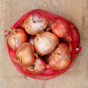 Spring Planting Shallot Sets 'Red Sun'
