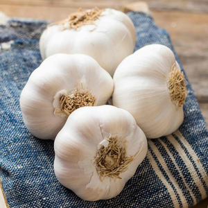 Spring Planting Garlic Cloves 'Solent Wight'