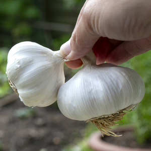 Spring Planting Garlic Cloves 'Mersley Wight'