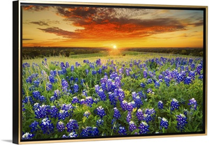 Texas Bluebonnet Flower Field & Sunset