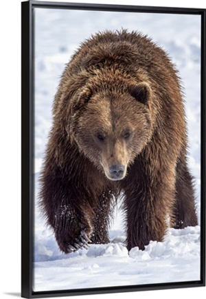 Large Male Brown Bear Walks In Snow, Alaska Wildlife Conservation Center, Alaska