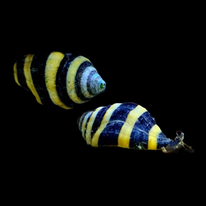 Bumblebee snails x3