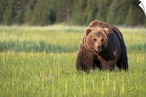 Brown bear in Lake Clark National Park, Alaska, United States of America