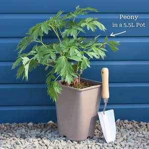 Tree Peony 'Rou Fu Rong'