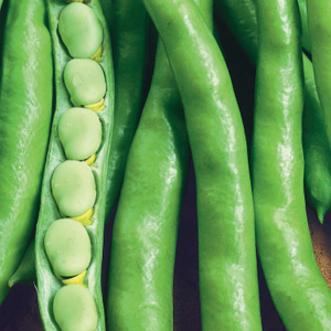 Broad Bean Seeds 'Super Aquadulce Organic'
