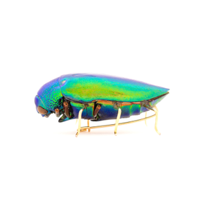 Unisex Beetle Insect Special Metallic Green Recycled Natural Scarab Brooch (Letter B)