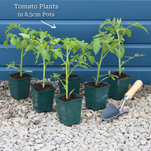 Ultimate Tomato Plant Collection