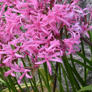 Nerine bowdenii (Bowden Lily) Bulbs