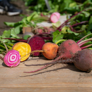 Beetroot Seeds 'Quattro Gourmet Mix'