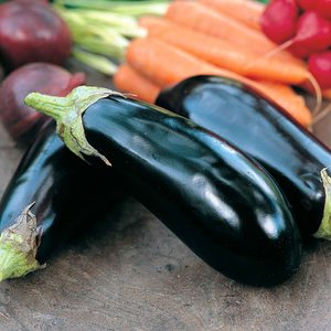 Aubergine Seeds 'Moneymaker' F1