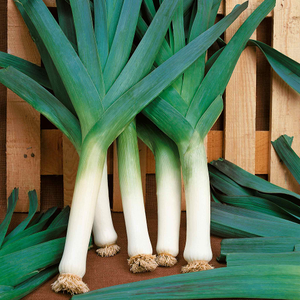 Leek Seeds 'Blauwegroene Winter Bandit'
