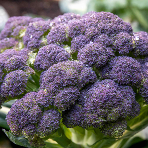 Broccoli Seeds 'Claret' F1