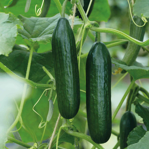 Cucumber Seeds 'Mini Muncher' F1