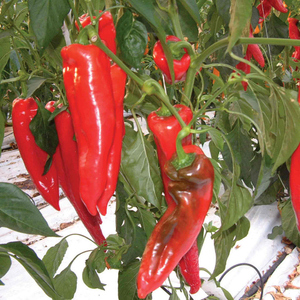 Pepper Seeds 'Diablo' F1