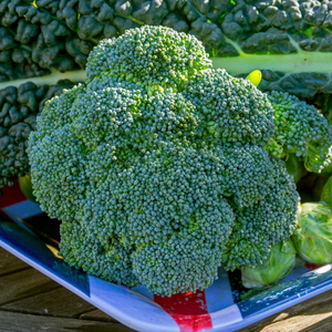 Calabrese Seeds 'Marathon' F1