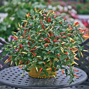 Chilli Pepper Seeds 'Basket of Fire'