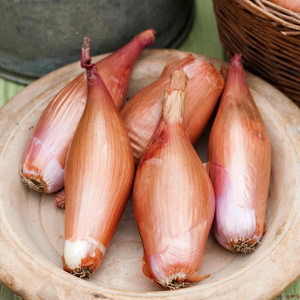 Shallot Seeds 'Zebrune'