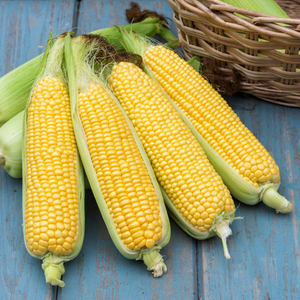Sweetcorn Seeds 'Tyson' F1
