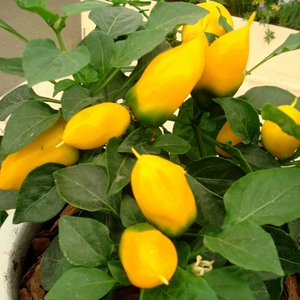 Pepper Seeds 'Sweet Lemon Dream'