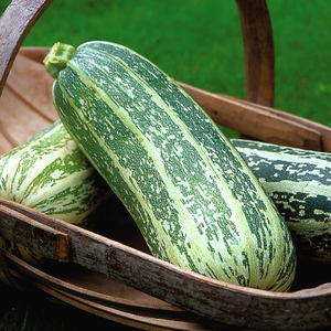 Marrow Seeds 'Badger Cross' F1