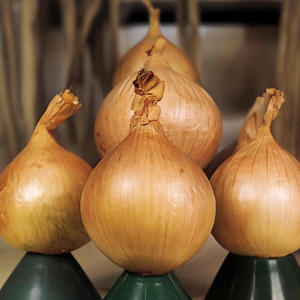 Onion Seeds 'Ailsa Craig'