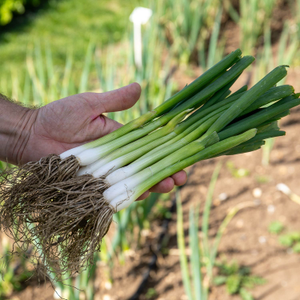 Spring Onion Seeds 'White Lisbon Winter Hardy'