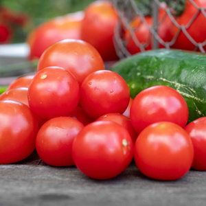 Cordon Tomato Seeds 'Gardener's Delight'