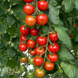 Cordon Tomato Seeds 'Shirley' F1
