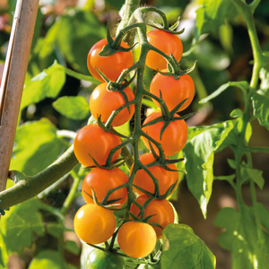 Cordon Tomato Seeds 'Sungold' F1