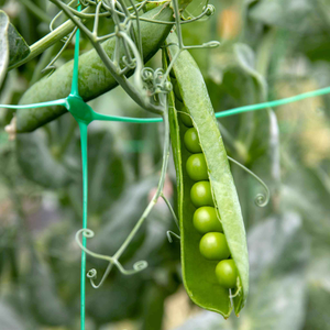 Pea Seeds 'Kelvedon Wonder'