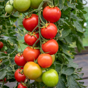 Cordon Tomato Seeds 'Moneymaker'