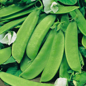 Pea Seeds Mangetout 'Oregon Sugar Pod'
