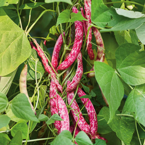French Bean Climbing Seeds 'Solista Borlotti'