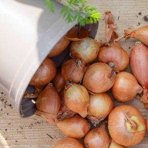 Spring Planting Shallot Sets 'Golden Gourmet'