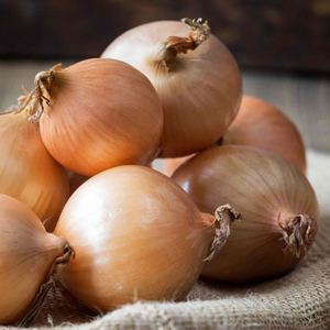 Autumn Planting Heat Prepared Onion Sets 'Radar'