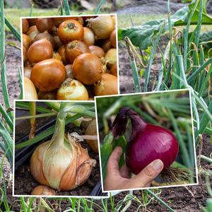 Spring Planting Heat Prepared Onion Sets Bolt Resistant Collection