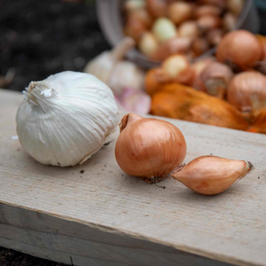Autumn Planting Onions, Shallot & Garlic Trio