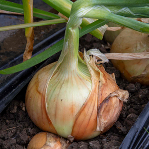 Spring Planting Heat Prepared Onion Sets 'Rumba'