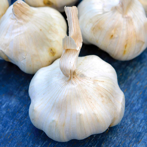Autumn Planting Garlic Cloves 'Provence Wight'