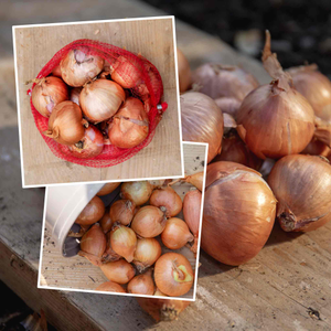 Spring Planting Shallots Duo Pack