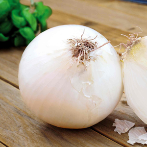 Autumn Planting Onions 'Snowball'