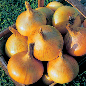 Autumn Planting Onion Sets 'Senshyu Yellow'