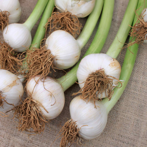 Autumn Planting Garlic Cloves 'Carcassonne Wight'